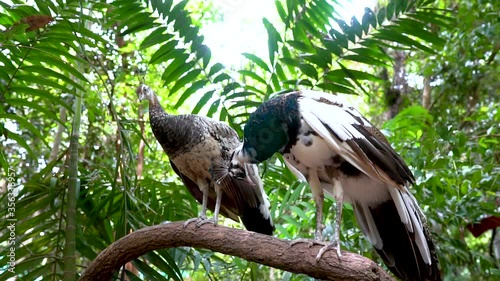 Bright green and blue Peafowl (Pavo cristatus) in real nature,