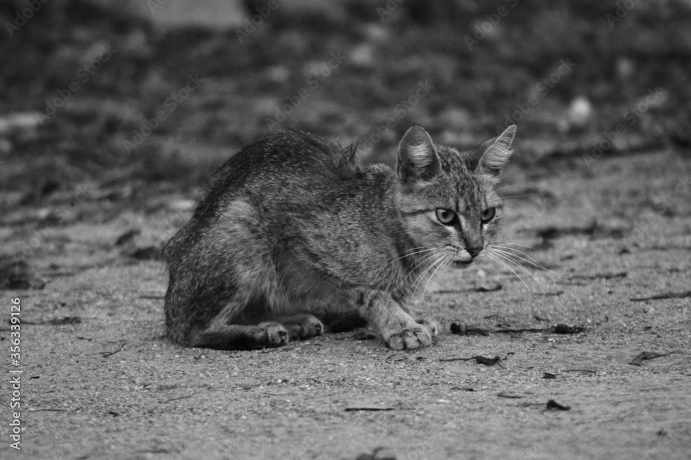gato en medio de la calle 
