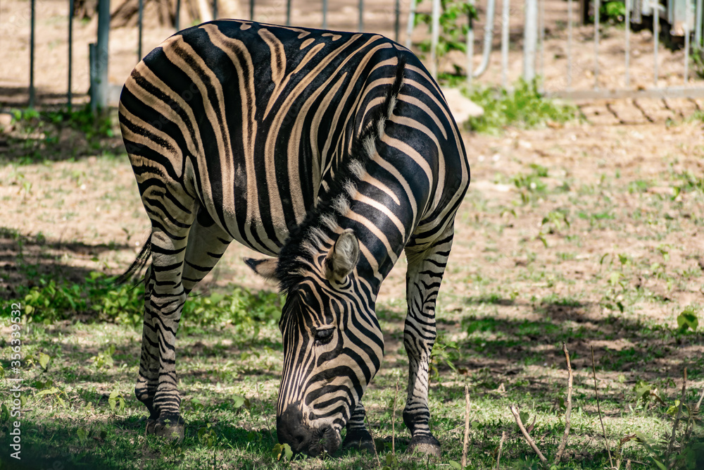 Chapman's Zebra, a large ungulate animal from the horse family. Striped black and white color close-up. Living in nature and zoos Chapman's Zebra, a large ungulate animal from the horse family. Striped black and white color close-up. Living in nature and zoos