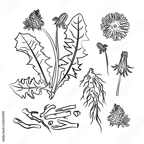 DANDELION PHARMACY Medical Benefits Plant Botanic Nature Flower Vector Illustration Set For Print Design and Decoration
