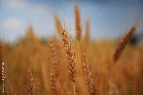 Campo di grano in una giornata di inizio estate; primo piano delle spighe mature e dorate