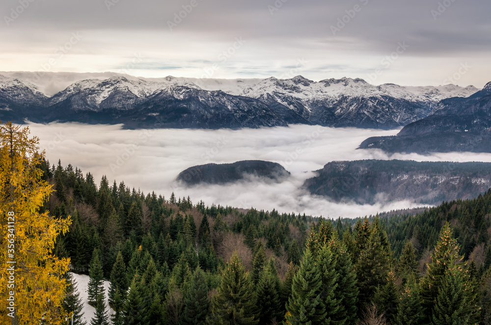 Low altitude inversion clouds rolling in Alpine valley. Julian Alps covered with snow in winter season, Slovenia. Evergreen spruce trees in foreground. Amazing aerial view, wide shot