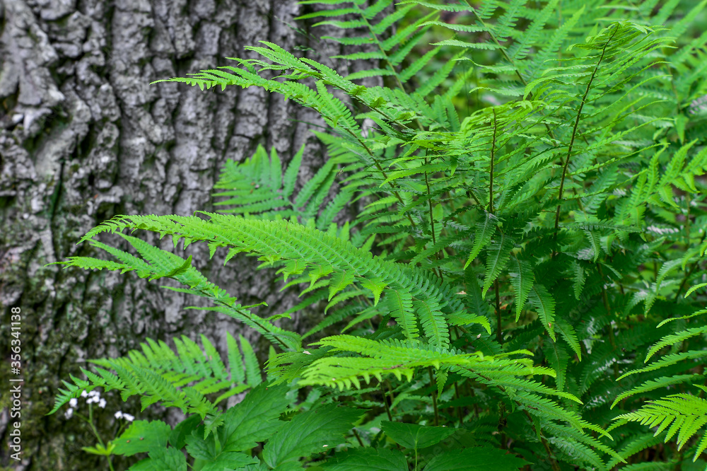 Green fern Bush on the background of tree bark. Natural background Green fern Bush on the background of tree bark. Natural background