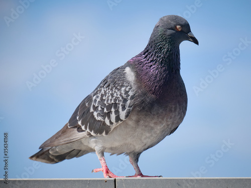 closeup of feral pigeon cleaning its plumage