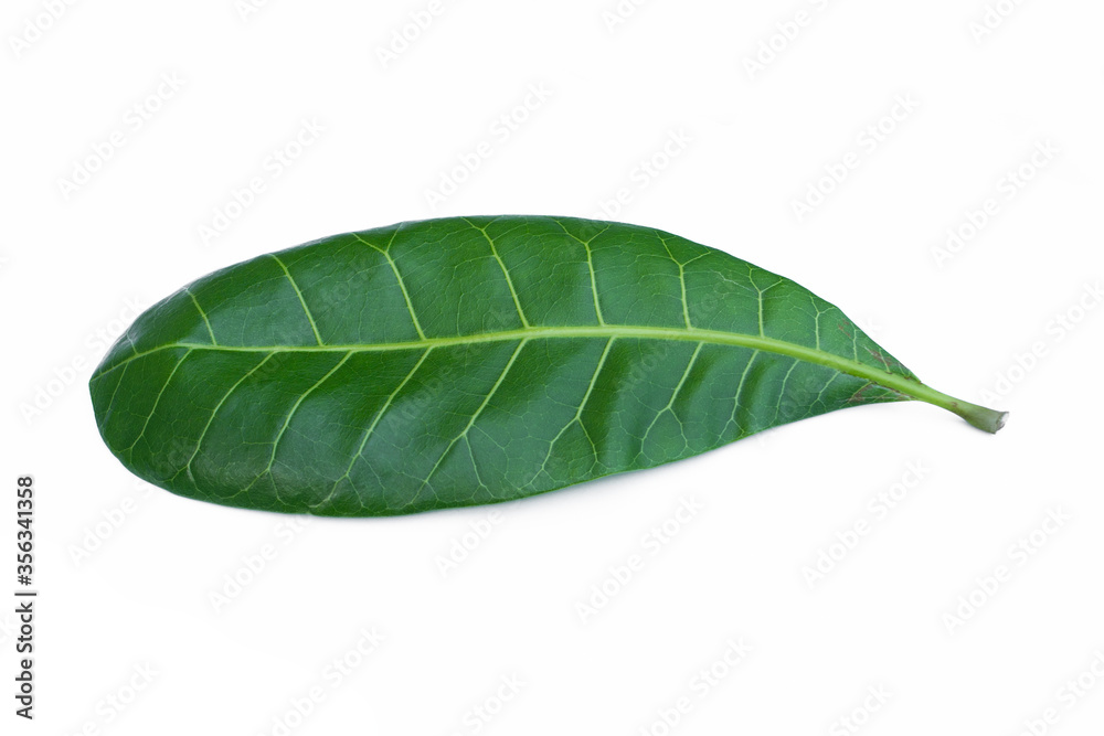 Anacardium occidentale leaves isolate on white background. Anacardium occidentale leaves isolate on white background.