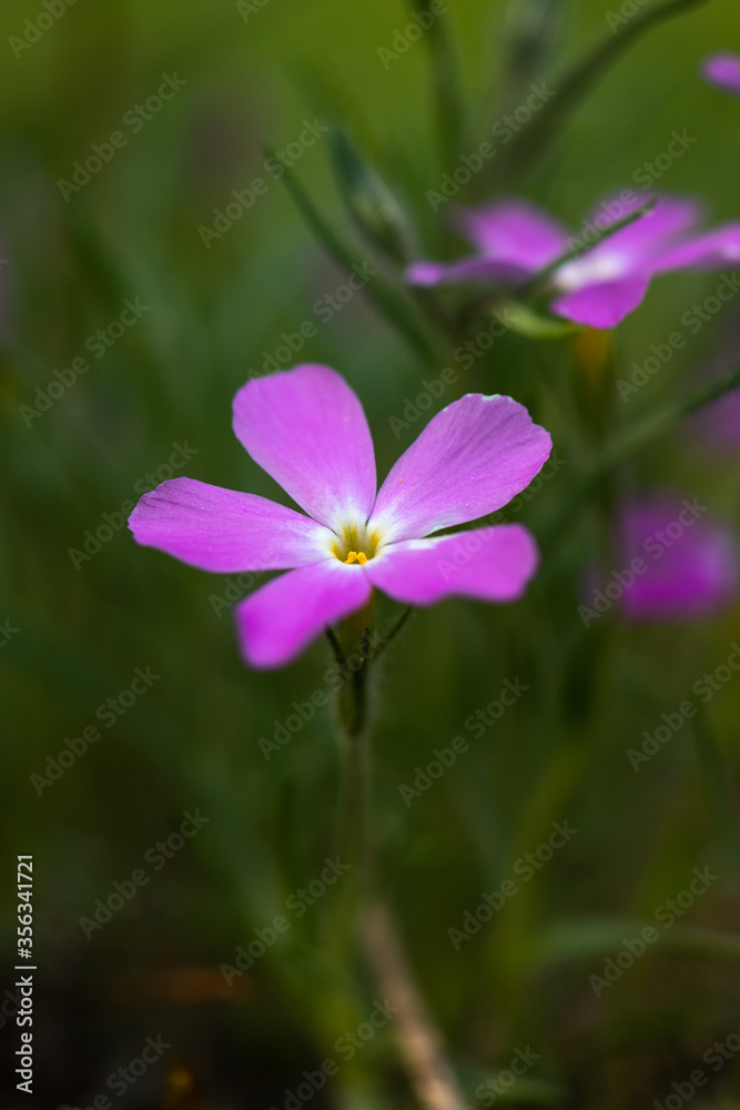 Purple flower in the forest. Wild lilac phloxes Purple flower in the forest. Wild lilac phloxes
