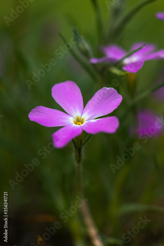 Purple flower in the forest. Wild lilac phloxes