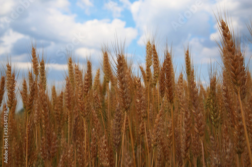 Campo di grano in una giornata di inizio estate; primo piano delle spighe mature e dorate