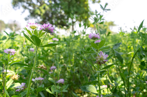 Trifolium alexandrinum with purple flowers. fodder, mainly for cattle and milk buffalo. bright outdoor closed up view with greenery