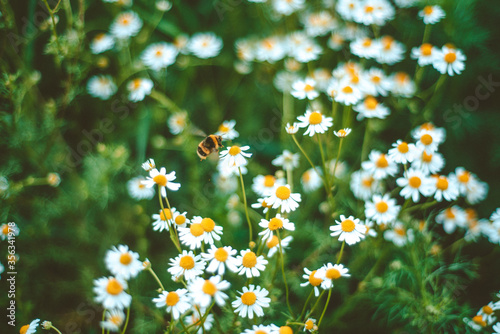 Meadow full of camomile with honeybee