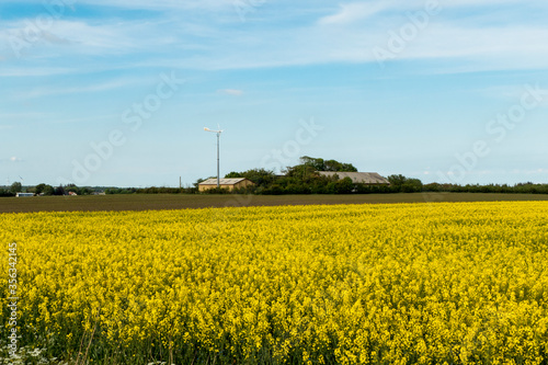Aalborg, Denmark A country road with yellow raps flowers.