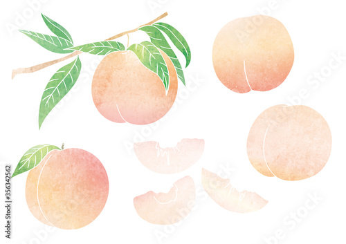 桃 実 葉 枝 ベクター イラスト（水彩）
