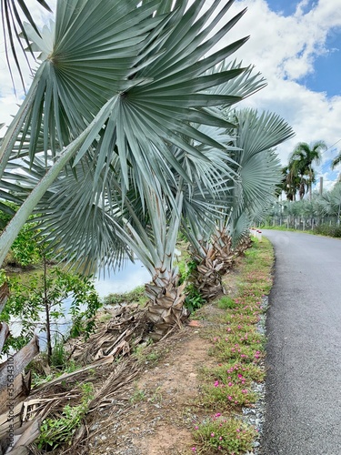 palm trees on the river 