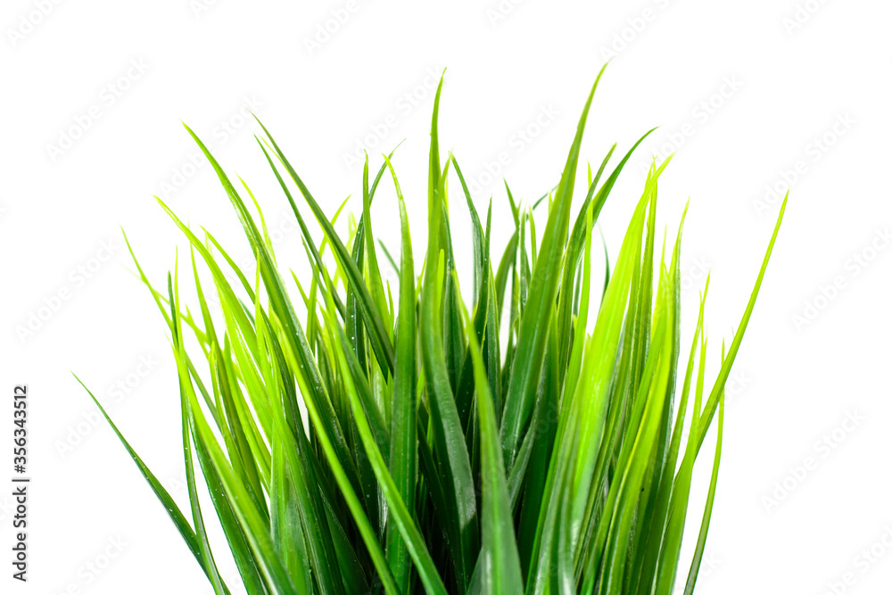 Juicy green grass grows in black pot. Isolated on white Juicy green grass grows in black pot. Isolated on white