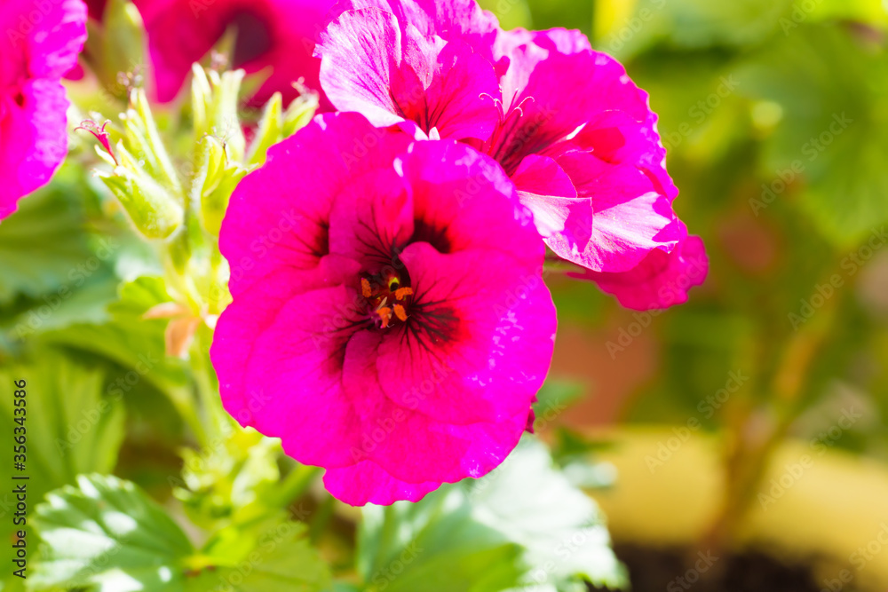 Pink blossom geranium flowers with green leaves Pink blossom geranium flowers with green leaves