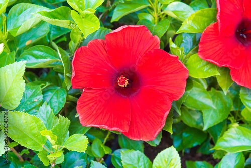 Red flowers hibiscus or chinise rose with green leaves