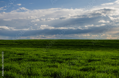 Cumulus in the sky after or before a thunderstorm over a field of young green wheat