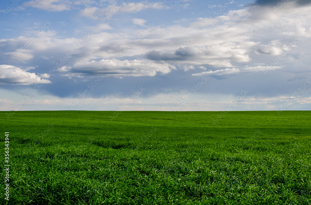 Green field with Beautiful juicy young spring summer green grass. Wheat field