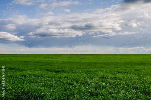Green field with Beautiful juicy young spring summer green grass. Wheat field