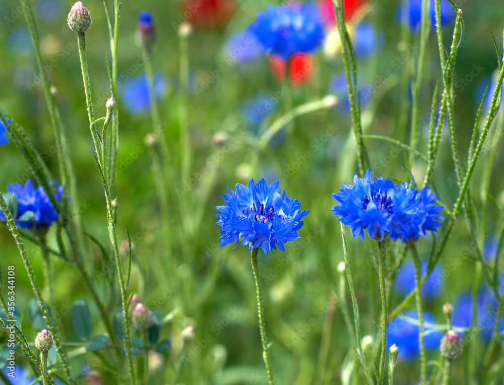 field with blue cornflowers and green leaves on a spring day