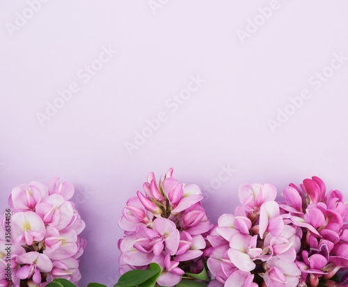 flowering branch Robinia neomexicana with pink flowers on a purple background