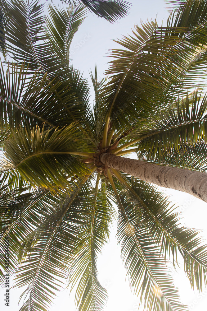 Big palms in Jomtien beach, Thailand
