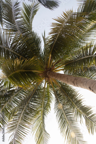 Big palms in Jomtien beach  Thailand