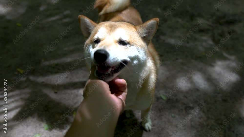 Man hand Playing with Cute Shiba Dog. Man hand Playing with Cute Shiba Dog.