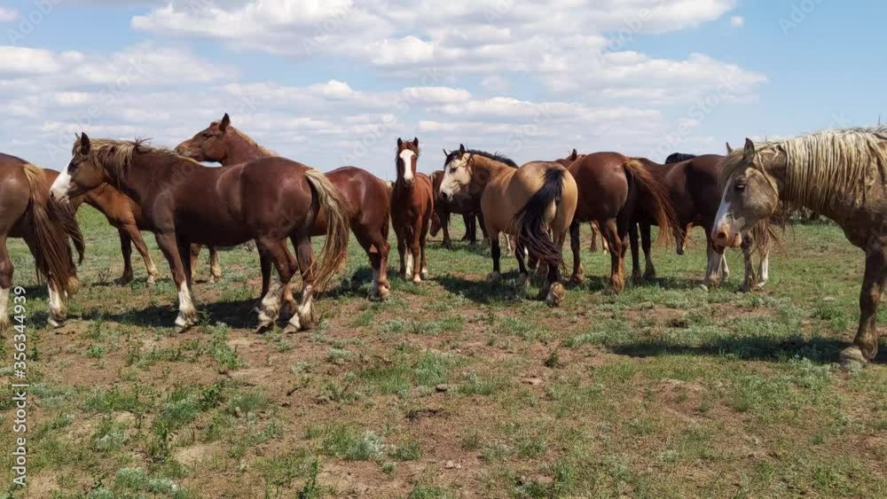 Braun horses wag their tails, horseflies fly, spring lanscape Braun horses wag their tails, horseflies fly, spring lanscape