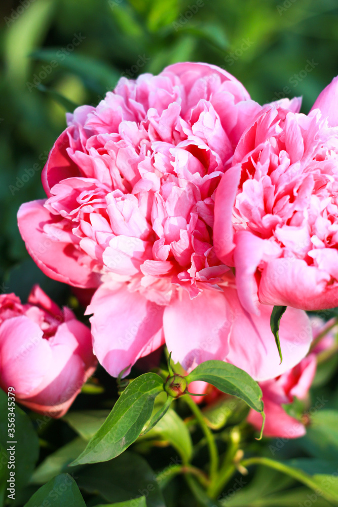 Obraz premium pink peony close-up on a green background 