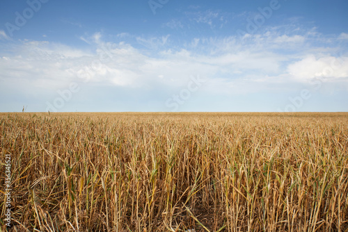 view of a field with growing wheat, blue sky