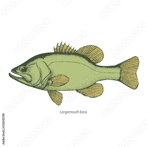 Largemouth bass hand drawn vintage color vector illustration
