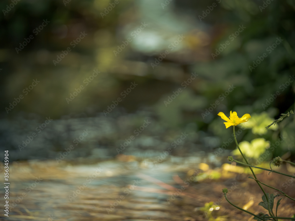 Single wild yellow flower in nature. Small flower on a blurred background.. Single wild yellow flower in nature. Small flower on a blurred background..