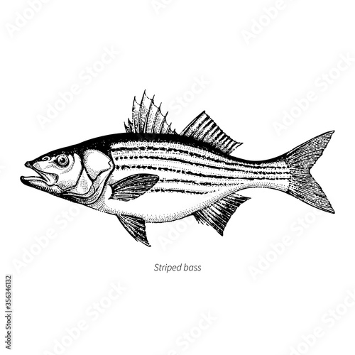 Striped bass hand drawn outline vintage vector illustration. Isolated on white background. photo