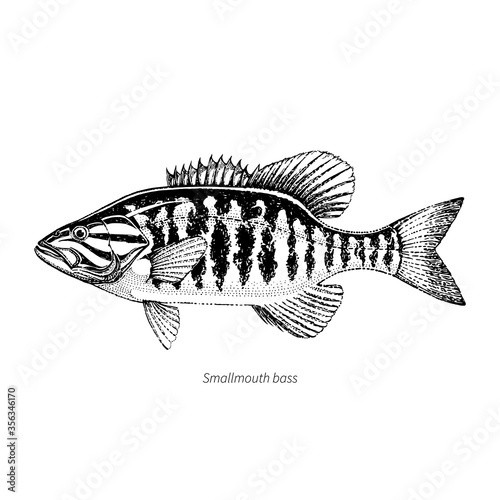 Smallmouth bass hand drawn outline vintage vector illustration. Isolated on white background.