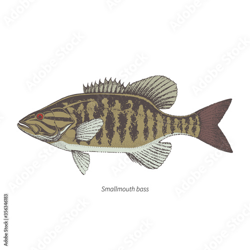 Smallmouth bass hand drawn outline color vintage vector illustration. Isolated on white background.