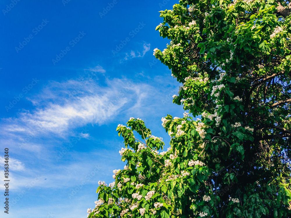 Horse chestnut (lat.Aesculus) bloomed with beautiful white flowers against a blue sky with cirrus clouds.