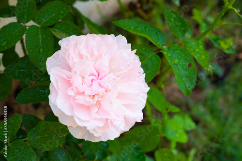 Beautiful pink roses flower in the garden