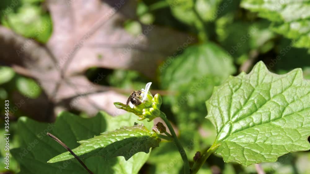 Bee Wasp Gathering Pollen from Little White Flower - Ontario Canada Bee Wasp Gathering Pollen from Little White Flower - Ontario Canada