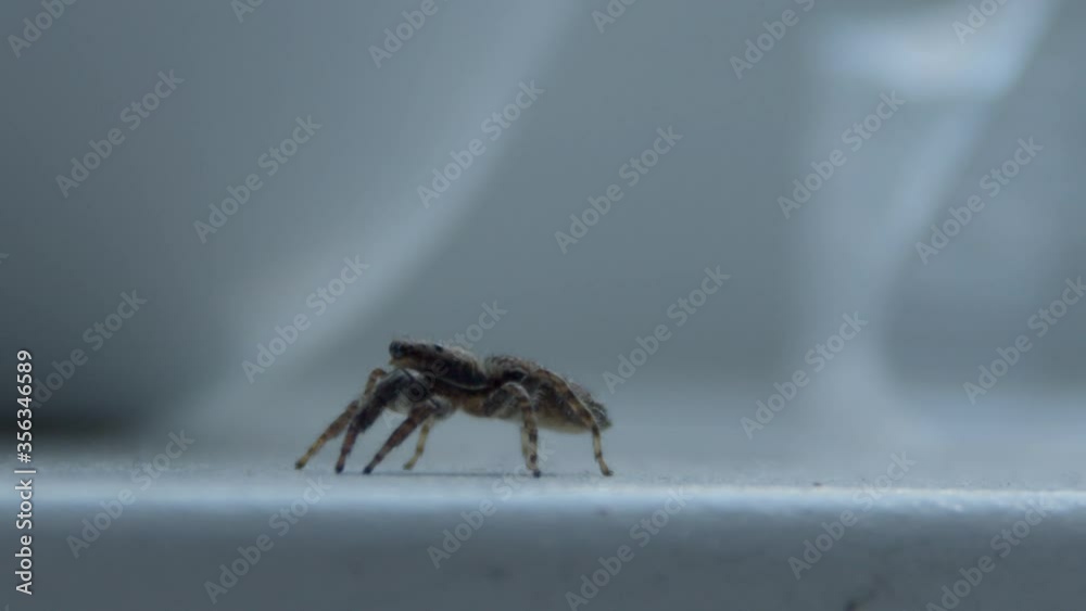 small spider crawling on white windowsill and looking up -close small spider crawling on white windowsill and looking up -close