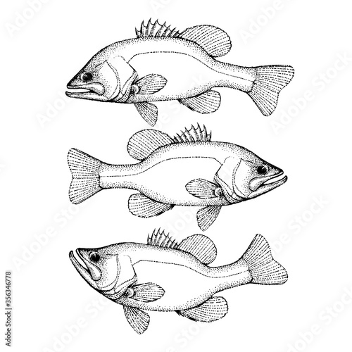 Largemouth bass fish hand drawn outline illustration. Vector isolated on white background. photo
