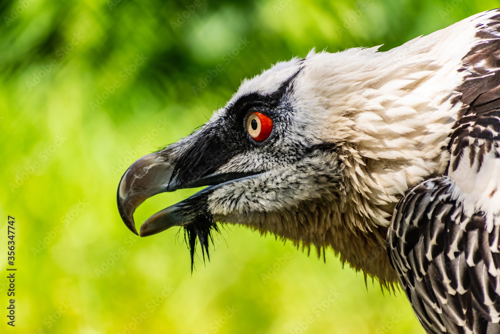Fototapeta premium Rare large bird, the Bearded vulture listed in the red book of Russia. An individual from the order Falconiformes and the hawk family. A sedentary bird, it nests in pairs in caves and rock crevices.