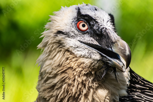 Rare large bird  the Bearded vulture listed in the red book of Russia. An individual from the order Falconiformes and the hawk family. A sedentary bird  it nests in pairs in caves and rock crevices.