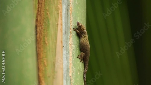 Nocturanl giant bronze eyed gecko (Ailuronyx seychellensis) resting on a palm leaf swaying in the wind in Vallée de Mai, Praslin, Seychelles. photo