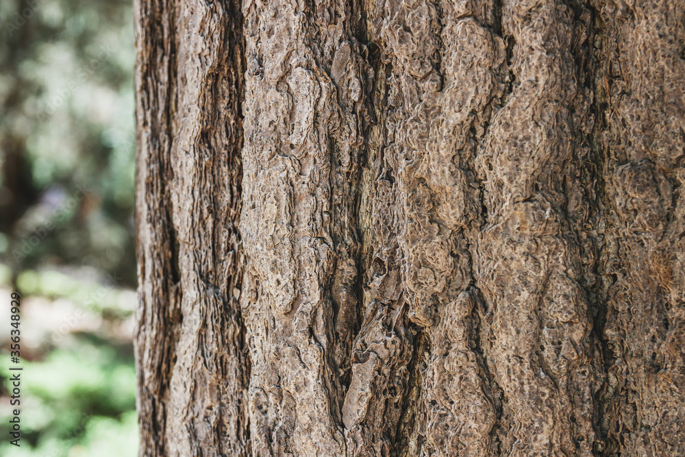 forest tree. natural wood background. forest tree. natural wood background.