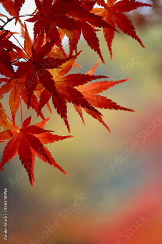 Close up photo of a maple leaf that turned red in autumn season © Wako