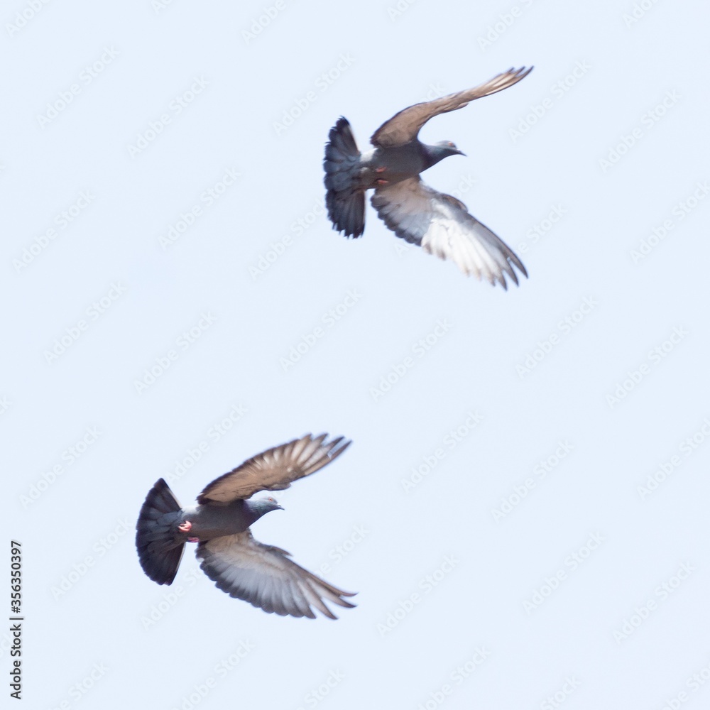 Fototapeta premium pigeons