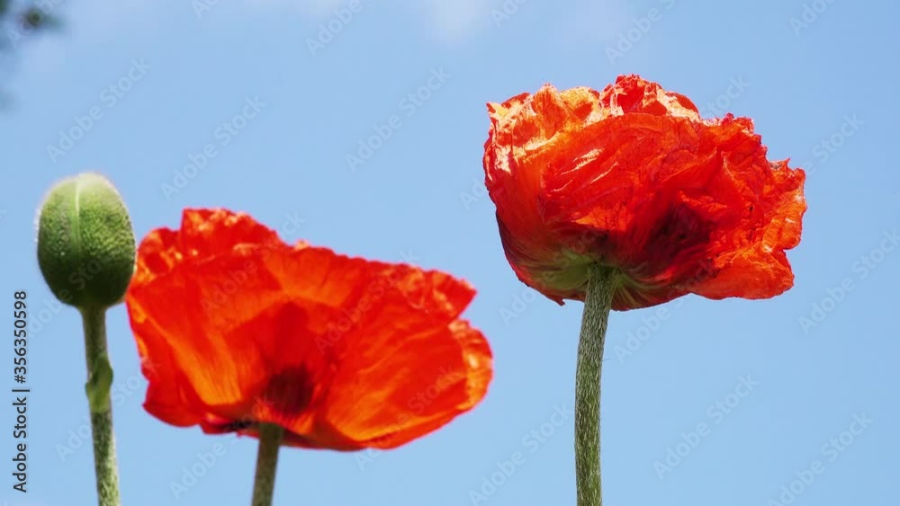 summer flowers trd poppy  in front of blue sky