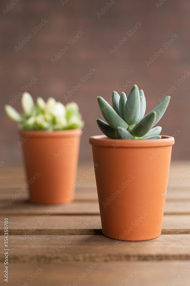 Succulents on a table