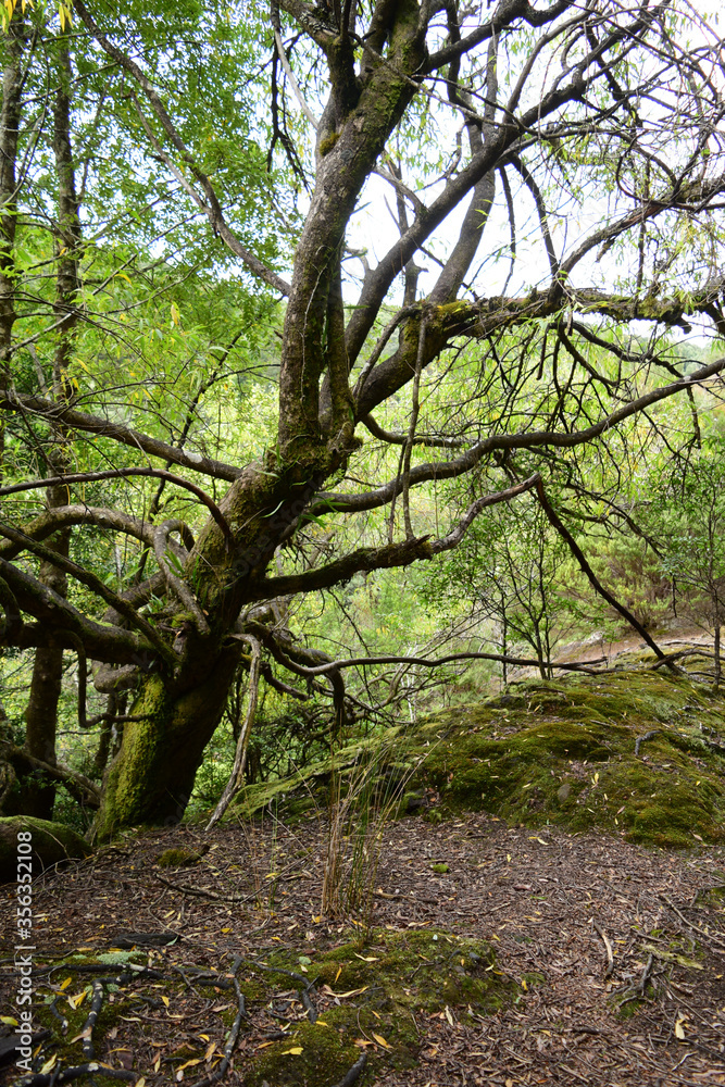 morning in the forest Tarkine region Tasmania morning in the forest Tarkine region Tasmania